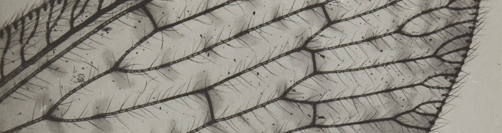 Motive für ein Neudenken des Bildes